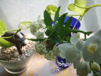 c0188928_13172726.gif