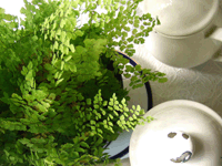 c0188928_13184723.gif