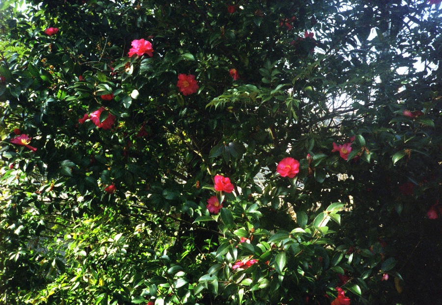 d0089742_030465.jpg