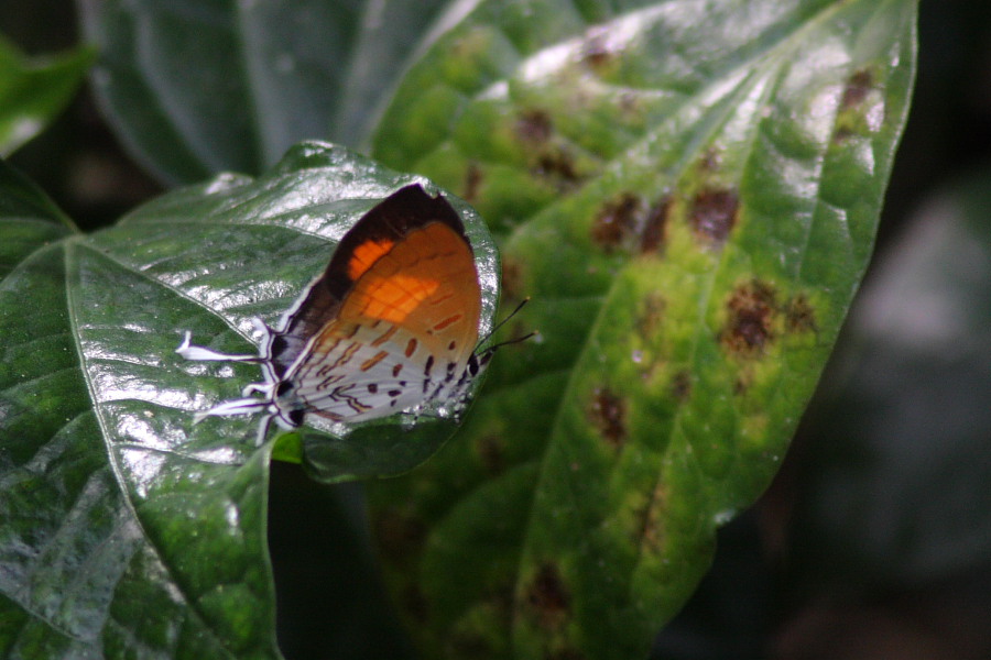 a0094850_2064168.jpg