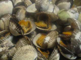 e0132881_0171469.jpg