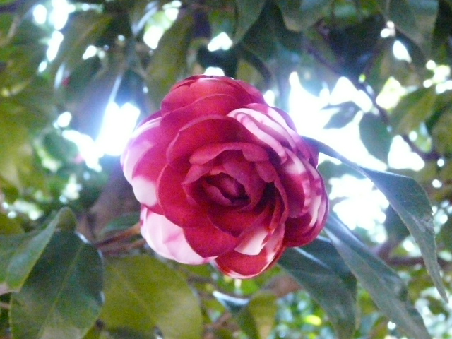 e0145782_1811465.jpg