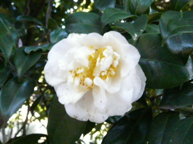 e0145782_181157.jpg