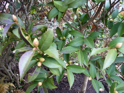 e0026586_151164.jpg