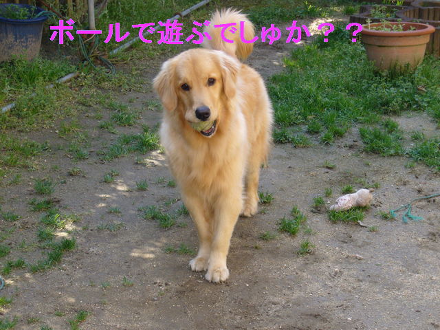 e0161194_1594386.jpg