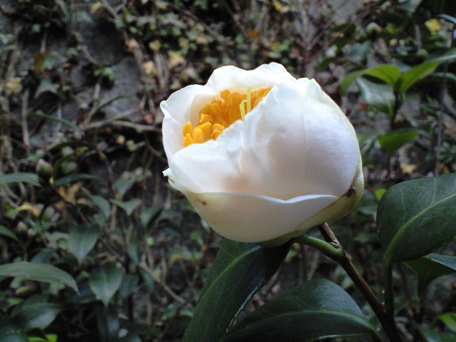 d0000607_234528100.jpg