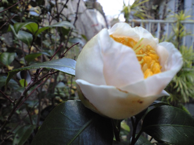 d0000607_23452859.jpg
