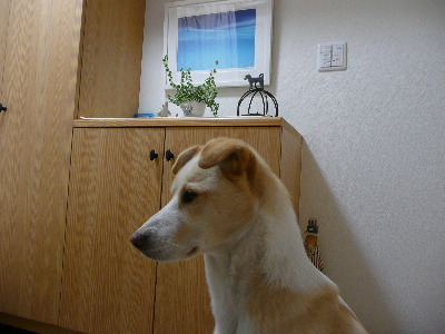 d0140133_1050617.jpg