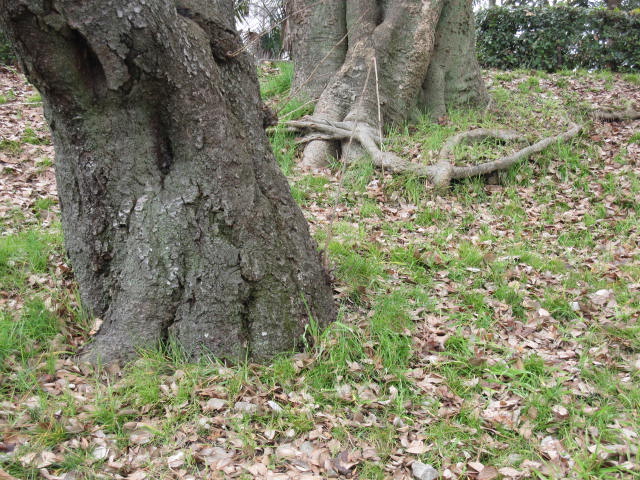 b0088037_8471415.jpg