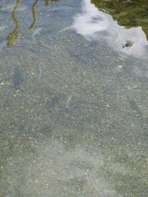 d0147727_16321727.jpg