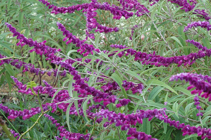 c0107129_1483772.jpg