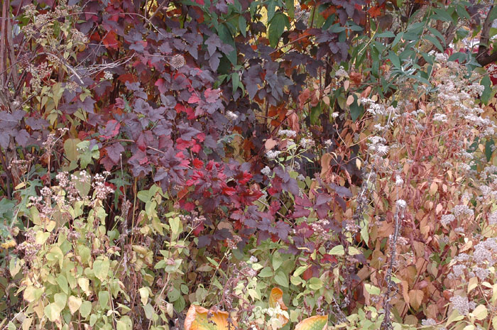 c0107129_1505273.jpg