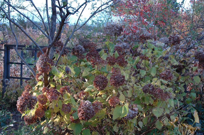 c0107129_2362115.jpg