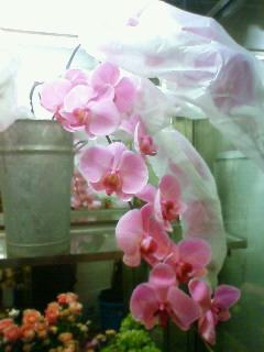 a0110441_18214723.jpg