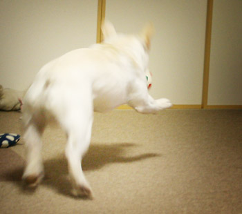 a0118270_2032381.jpg