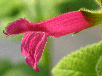 d0050472_11161125.gif