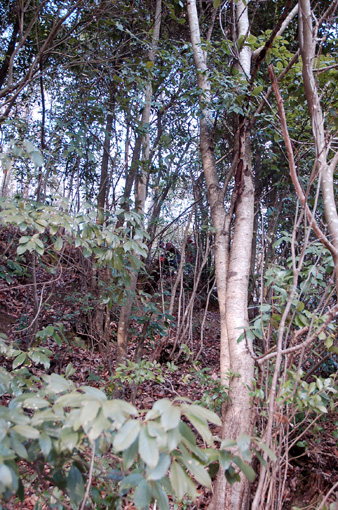 d0148073_11233276.jpg