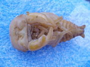 c0150582_11445148.jpg
