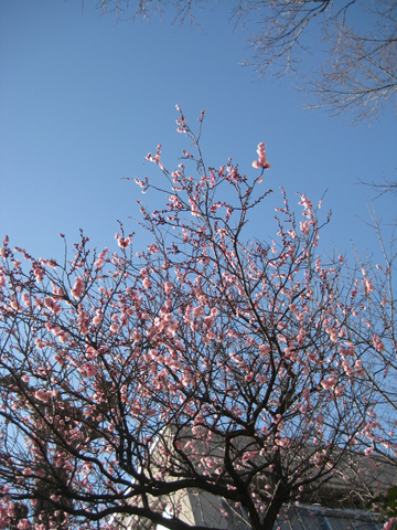 b0097200_16373241.jpg