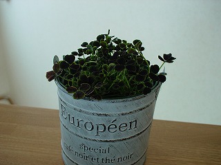 e0115502_22223566.jpg