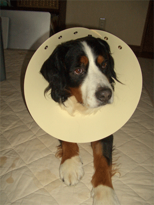 c0143711_1822580.gif