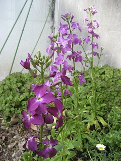 f0139520_21232041.jpg