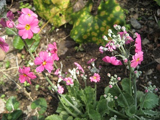 f0139520_21271156.jpg
