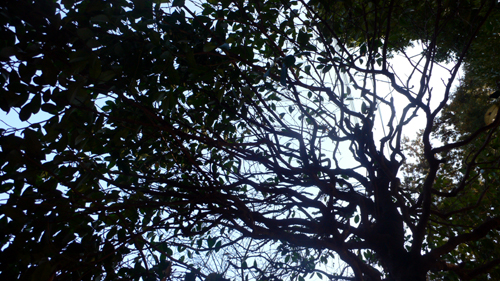 f0060424_1574479.jpg