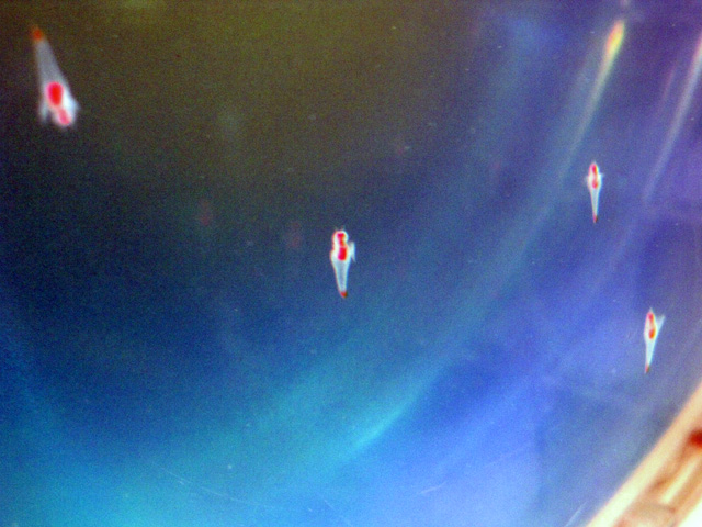 c0019930_1754320.jpg