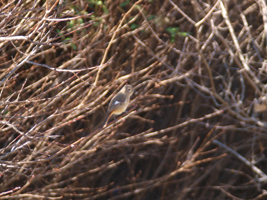 c0066245_1657029.jpg