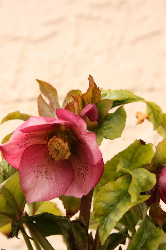 c0132646_1863175.jpg