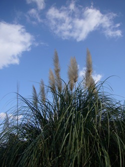 e0100046_1611589.jpg