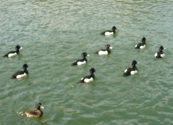e0100046_16314169.jpg