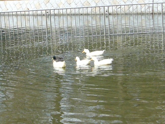 e0100046_1632636.jpg