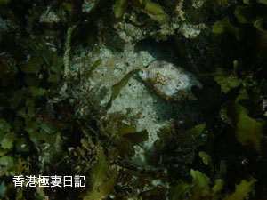 f0190653_1129877.jpg