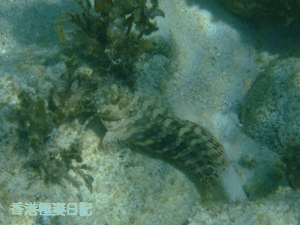 f0190653_11303150.gif