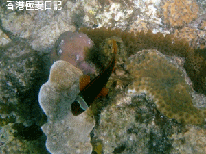 f0190653_11304396.gif