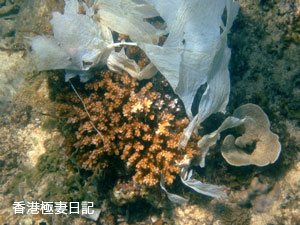 f0190653_11315772.jpg