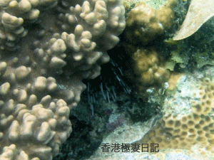 f0190653_9253729.gif
