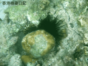 f0190653_9275921.gif