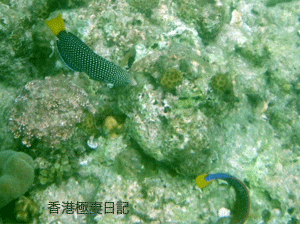f0190653_9282351.gif