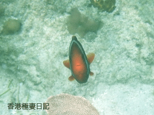 f0190653_9295091.gif