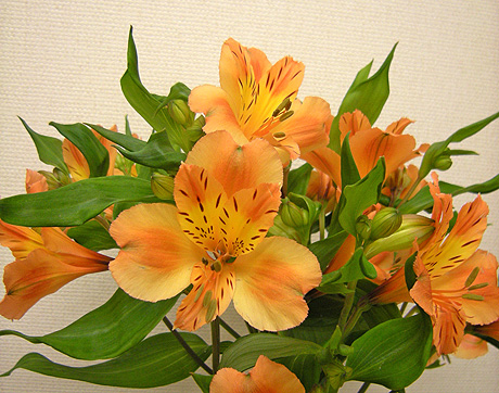 a0001354_20561623.jpg
