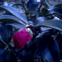 e0116383_21352059.jpg