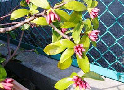 e0143690_10303479.jpg
