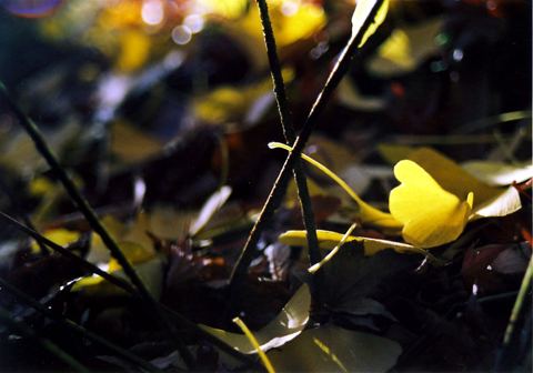 f0121111_21133820.jpg