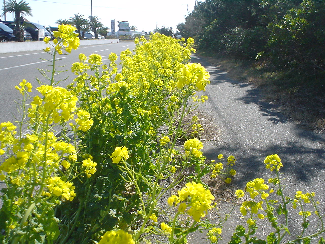 c0150520_10305592.jpg