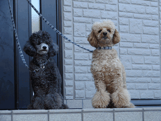c0136736_181362.gif