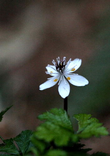 f0181173_175586.jpg