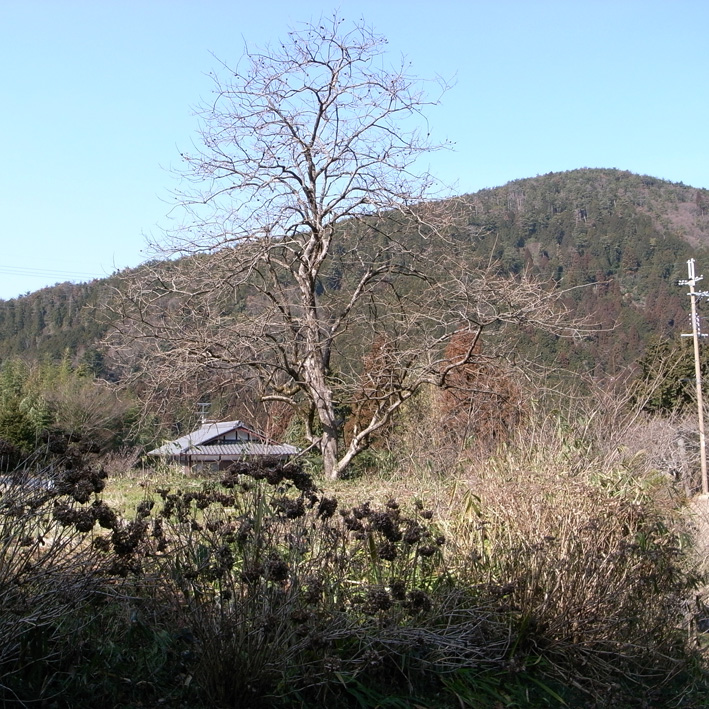 f0108399_2473017.jpg